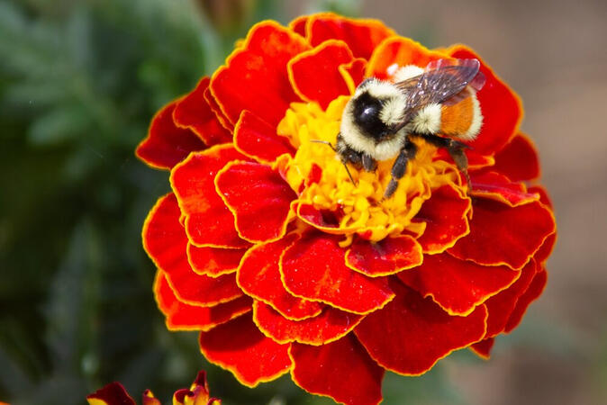 Bumblebutt