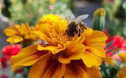 Bumblebutt