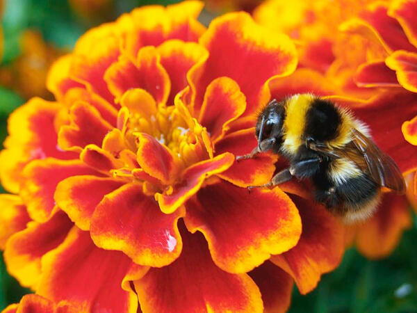 Bumblebutt