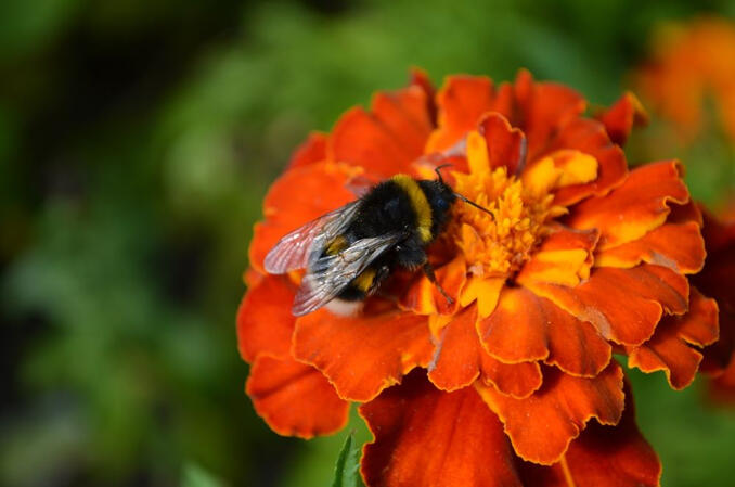 Bumblebutt